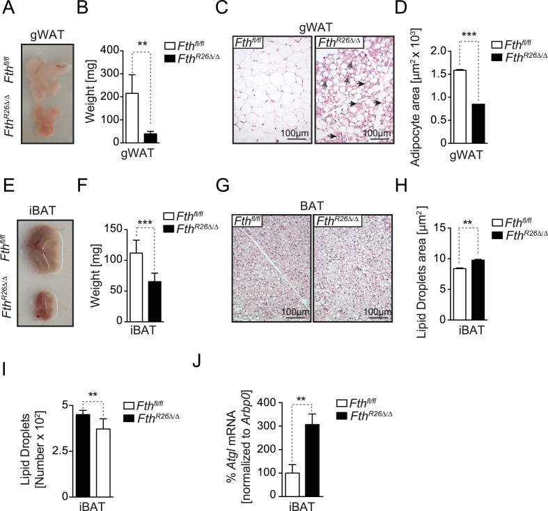 Figure 5