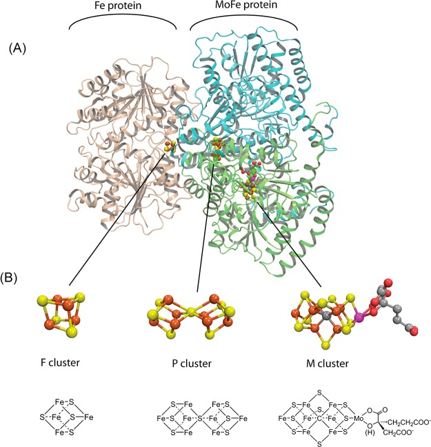 Mechanism of Nitrogen Fixation by Nitrogenase: The Next Stage - PMC