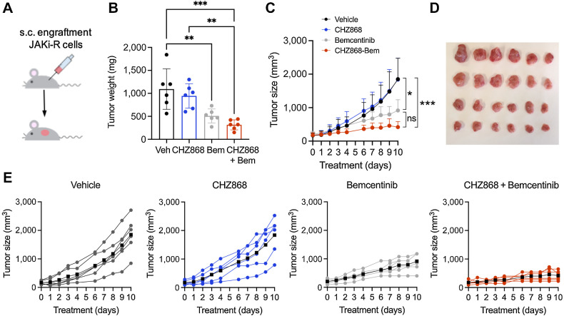 Figure 4. Resistance to type II JAK inhibition is overcome in vivo by combined JAK2/AXL inhibition. A, JAK2 inhibitor resistant SET2 cells (JAKi-R) were injected subcutaneously into the flank of NSG mice. Animals were treated orally with type II JAK2 inhibitor CHZ868 15 mg/kg every day, AXL inhibitor bemcentinib (bem) 50 mg/kg twice a day, combined CHZ868 15 mg/kg every day/bemcentinib 50 mg/kg twice a day or vehicle control. Treatment was initiated at 100 mm3 tumor size and continued until maximal tumor size was reached in vehicle treated mice. B, Analysis of tumor weight at end of treatment confirmed significant reduction of tumor growth in vivo by AXL inhibition with bemcentinib or by combined JAK2/AXL inhibition with CHZ868/bemcentinib (n = 6/group). C, Tumor size over time showed tumor growth in vehicle-treated mice and analogously in CHZ868-treated mice suggesting resistance to type II JAK2 inhibition in vivo. AXL inhibition by bemcentinib significantly reduced tumor growth, while combined JAK2/AXL inhibition almost suppressed tumor growth (n = 6/group). D, Photographic image of isolated tumors at end of treatment. E, Tumor growth in individual mice is shown for each treatment group. Black lines indicate the average tumor size per group. Combined CHZ868/bemcentinib almost suppressed tumor growth in all the treated mice. Data are presented as mean ± SD and analyzed by one-way ANOVA. ns, not significant; *, P ≤ 0.05; **, P ≤ 0.01; ***, P ≤ 0.001; ****, P ≤ 0.0001.