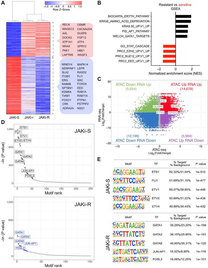 Figure 2. Transcriptional programs and histone occupancy in acquired resistance to type II JAK2 inhibition. A, Differential expression analysis of JAK inhibitor resistant (JAKi-r and JAKi-R) vs. sensitive (JAKi-S) SET2 cells showed JAKi-r and JAKi-R cells clustered together as opposed to JAKi-S cells. The top 500 differentially expressed genes are displayed and genes with relation to MAPK signaling or epigenetic and transcriptional changes are highlighted (red box: upregulation, blue box: downregulation) including RAS and AXL tyrosine kinase. B, Differentially expressed genes between JAK2 inhibition resistant and sensitive cells were assessed by GSEA. C, RNA-seq and ATAC-seq analysis of paired samples revealed a high number of differentially expressed genes and differentially accessible chromatin regions, respectively, in JAK2 inhibition resistant as compared with sensitive cells (n = 3). Log2(FoldChange) of expression (y-axis) and accessibility (x-axis) is given for JAKi-R versus JAKi-S cells. Number of genes in each quadrant is indicated in brackets. A subset of genes relating to MAPK pathway signaling are highlighted (FDR-adjusted P value < 0.01, Fold Change > 1.2). D and E, Accessible chromatin regions were assessed for the presence of TF binding motifs by HOMER analysis in JAK2 inhibition sensitive (JAKi-S; upper panels) and resistant (JAKi-R; lower panels) cells, highlighting GATA and AP1 complex motifs in JAKi-R cells.