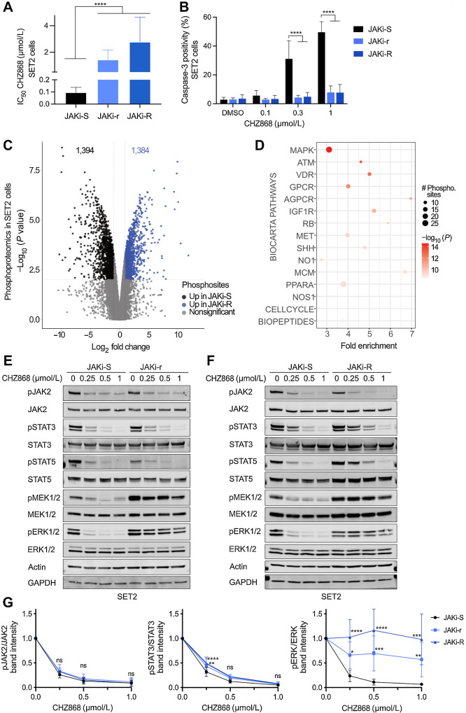 Figure 1. Acquired resistance to type II JAK2 inhibition occurs via MAPK pathway activation in MPN cells. A, JAK2 V617F mutant SET2 cells upon continuous exposure to the type II JAK2 inhibitor CHZ868 at 0.3 μmol/L (JAKi-r) or at 0.5 μmol/L (JAKi-R) developed significantly increased IC50 for CHZ868 as compared with JAK2 inhibitor sensitive SET2 cells (JAKi-S) reflecting acquired resistance (n = 3–5). B, Susceptibility for apoptosis induction in JAKi-r and JAKi-R cells was significantly reduced as compared with JAK2 inhibitor sensitive SET2 cells (JAKi-S) as reflected by caspase 3 activation upon exposure to CHZ868 for 48 hours (n = 3–4). C, Phosphoproteomic mass spectrometry analysis revealed differentially phosphorylated residues in JAKi-R cells as compared with JAKi-S cells as indicated by Volcano plot (blue: significant upregulation in JAKi-R cells, black: significant upregulation in JAKi-S cells, grey: nonsignificant changes). D, Pathway analysis by PathfindR of differentially phosphorylated sites in JAKi-R as compared with JAKi-S cells highlighted the MAPK pathway as most differentially phosphorylated pathway based on Biocarta gene sets. E and F, Immunoblotting confirmed activated MAPK pathway signaling in JAKi-r (E) and JAKi-R cells (F) in comparison with JAKi-S cells as reflected by pERK1/2 and pMEK1/2 despite exposure to increasing concentrations of type II JAK2 inhibitor CHZ868. JAK2, STAT3, and STAT5 remained inhibited in presence of CHZ868 in JAKi-r and JAKi-R cells similarly to JAKi-S cells. G, Densitometry of phosphoproteins shown in immunoblots confirmed increased ERK1/2 phosphorylation in JAKi-r and JAKi-R cells exposed to type II JAK2 inhibition with CHZ868 whereas JAKi-S cells showed dose-dependent inhibition of pERK (right panel). Densitometry also confirmed dose-dependent suppression of JAK2 and STAT3 phosphorylation upon type II JAK2 inhibition with CHZ868 in JAKi-r and JAKi-R cells similarly to JAKi-S cells (left and middle, n = 7–9). Data are presented as mean ± SD. Comparisons between 2 groups were performed by unpaired Student t test; multiple comparisons were performed by one-way ANOVA test with Tukey correction. P value ≤ 0.05 was considered significant (ns, not significant; *, P ≤ 0.05; **, P ≤ 0.01; ***, P ≤ 0.001; ****, P ≤ 0.0001).