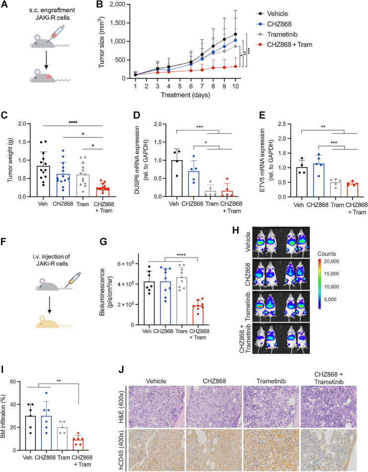 Figure 6. Targeting MAPK pathway abrogates acquired resistance to type II JAK2 inhibition in vivo. A, Schema of in vivo model with subcutaneous engraftment. JAK2 inhibitor resistant SET2 cells (JAK2i-R) were injected into the flank of NSG mice. Animals were treated orally with type II JAK2 inhibitor CHZ868 15 mg/kg every day, MAPK inhibitor trametinib (tram) 0.3 mg/kg every day, combined CHZ868 15 mg/kg every day/MAPK inhibitor trametinib 0.3 mg/kg every day, or vehicle control. Treatment was initiated at 100 mm3 tumor size and continued until maximal tumor size was reached in vehicle-treated mice. B, Tumor size over time showed tumor growth in vehicle-treated mice similarly to CHZ868-treated mice. Combined JAK2/MAPK inhibition effectively reduced tumor size (n = 13/group). C, Analysis of tumor weight at end of treatment confirmed significant reduction of tumor growth in vivo by combined JAK2/MAPK inhibition with CHZ868 15 mg/kg every day/MAPK inhibitor trametinib 0.3 mg/kg every day (n = 13/group). D, Expression of MAPK pathway target DUSP6 was significantly reduced by combined JAK2/MAPK inhibition with CHZ868 15 mg/kg every day/MAPK inhibitor trametinib 0.3 mg/kg every day (n = 4–5/group). E, Expression of MAPK pathway target ETV5 was significantly reduced by combined JAK2/MAPK inhibition with CHZ868 15 mg/kg every day/MAPK inhibitor trametinib 0.3 mg/kg every day (n = 4–5/group). F, Schema of in vivo model with intravenous engraftment. JAK2 inhibitor resistant SET2 cells (JAK2i-R) stably expressing luciferase were injected intravenously into NSG mice and engraftment documented by bioluminescent imaging. Animals were treated orally with type II JAK2 inhibitor CHZ868 15 mg/kg every day, MAPK inhibitor trametinib 0.3 mg/kg every day, combined CHZ868 15 mg/kg every day/MAPK inhibitor trametinib 0.3 mg/kg every day, or vehicle control. G, Bioluminescent signal was significantly reduced in mice treated with combined CHZ868/trametinib at 7 days of treatment (n = 7–9/group). H, Representative bioluminescence images are shown. I, BM infiltration of JAK2i-R cells was determined as human CD45 positivity by IHC on BM sections. A significant reduction of BM infiltration was observed with combined CHZ868 15 mg/kg every day/MAPK inhibitor trametinib 0.3 mg/kg every day (n = 5–6/group). J, Representative images of BM sections stained with H&E (top) and IHC for hCD45 (lower panel) showed reduced infiltration with combined CHZ868 15 mg/kg every day/MAPK inhibitor trametinib 0.3 mg/kg every day. Original magnification x400. Data are presented as mean ± SD and analyzed by one-way ANOVA. ns, not significant; *, P ≤ 0.05; **, P ≤ 0.01; ***, P ≤ 0.001; ****, P ≤ 0.0001.