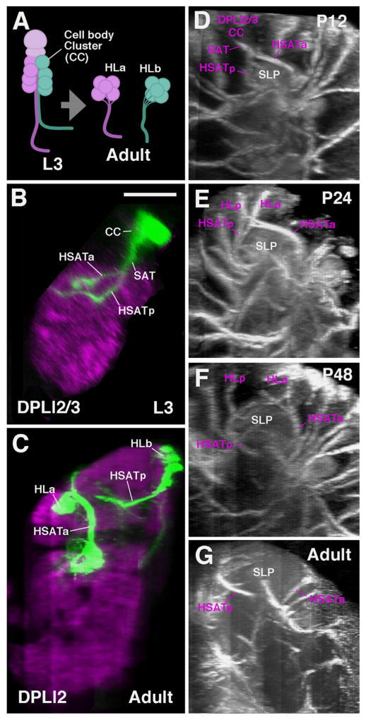 Fig. 3