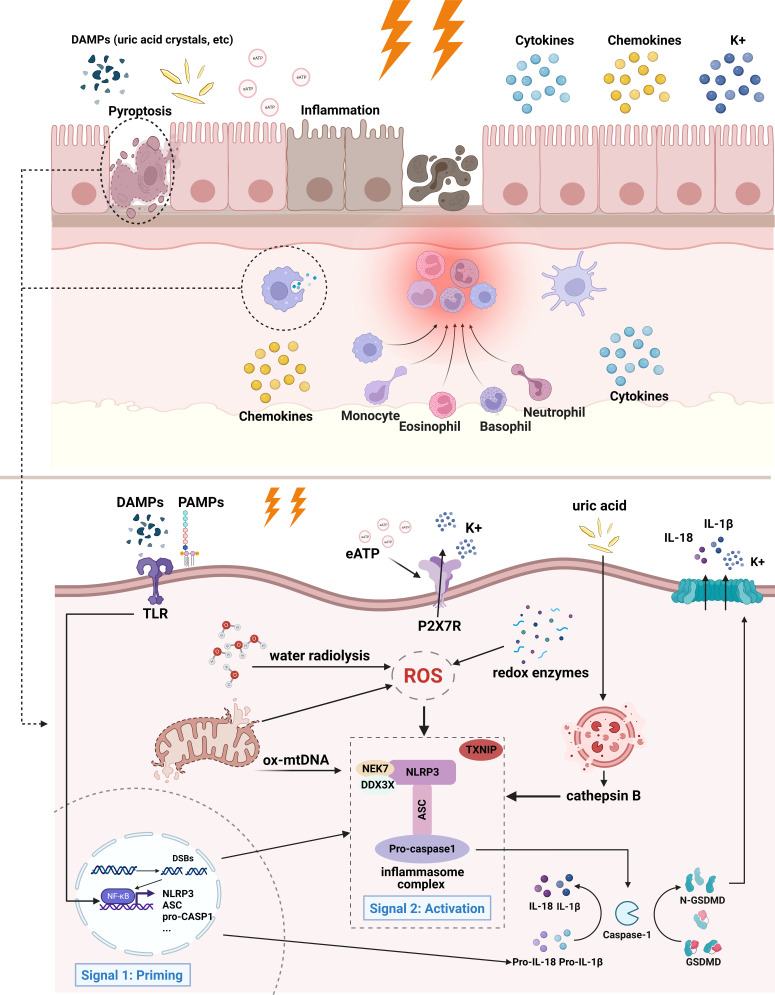 Figure 1