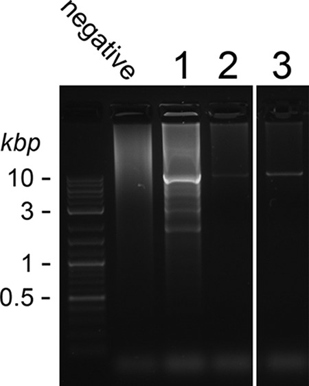 FIG 3 