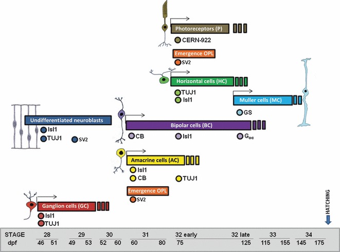 Fig. 11