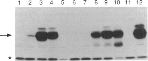 graphic file with name jbacter00030-0301-a.jpg