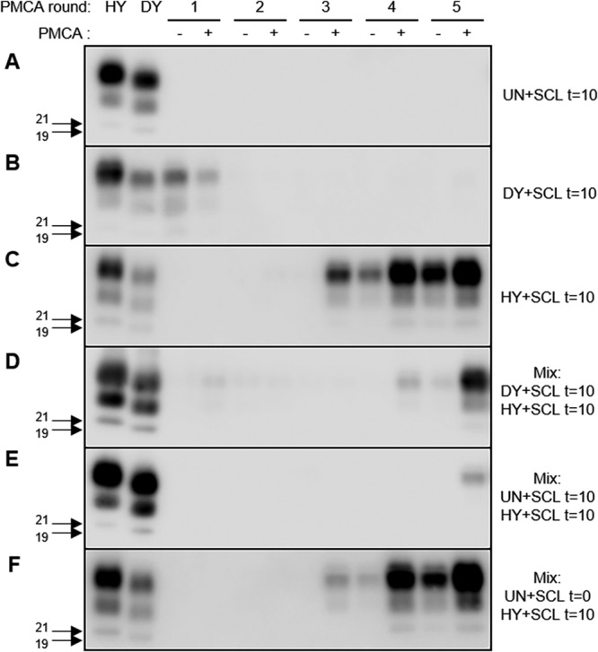 FIG 6