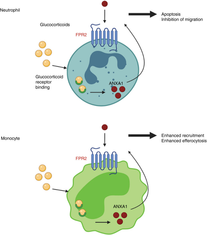 FIGURE 2