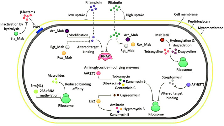 Fig 2: