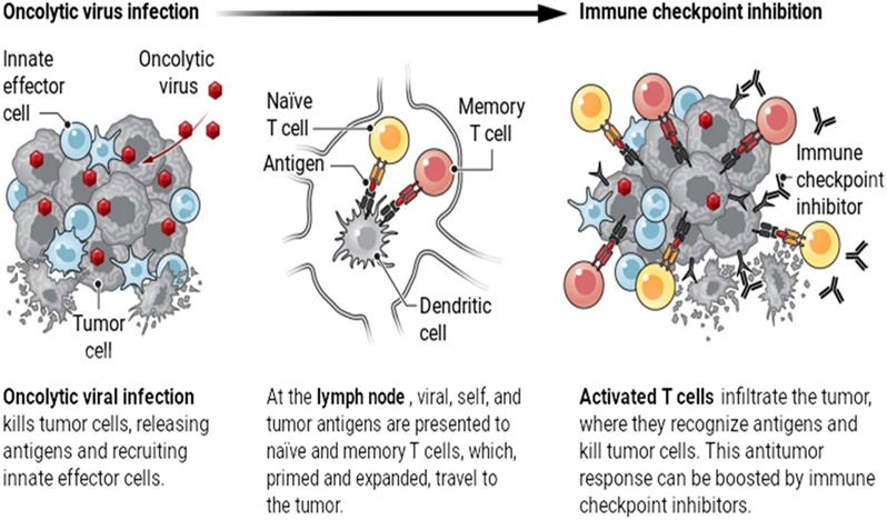 Oncolytic viruses are multifaceted tumor killers