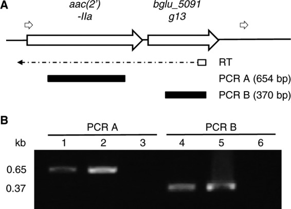 Fig 6