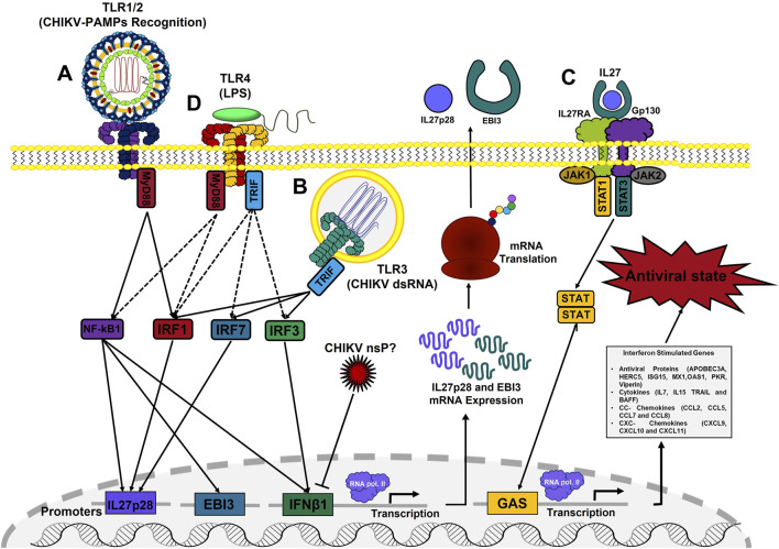 FIGURE 11