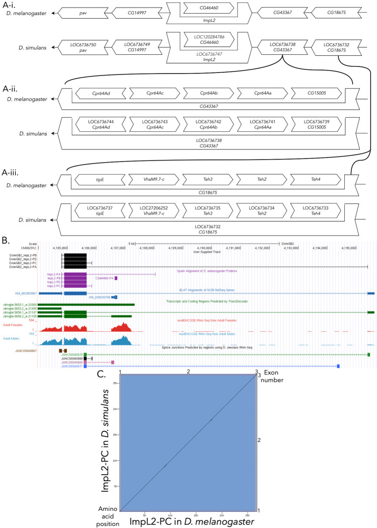 
Figure 1. Genomic neighborhood and gene model for
ImpL2
in
D. simulans
