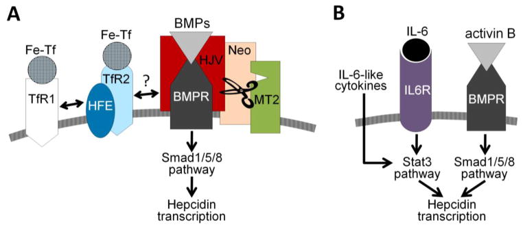 The pathophysiology and pharmacology of hepcidin - PMC