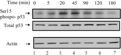 The coordinate regulation of the p53 and mTOR pathways in cells - PMC