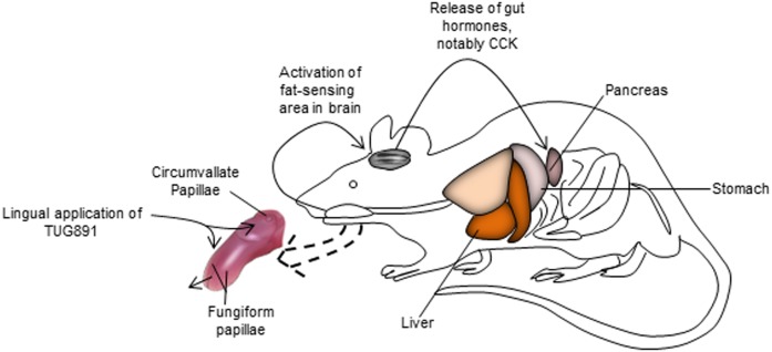 Fig. 8.