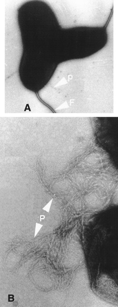 FIG. 5