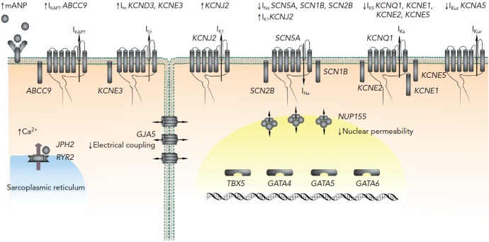 Figure 2: