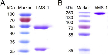 Fig. 1