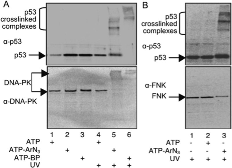 Figure 4: