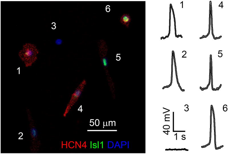 Figure 5