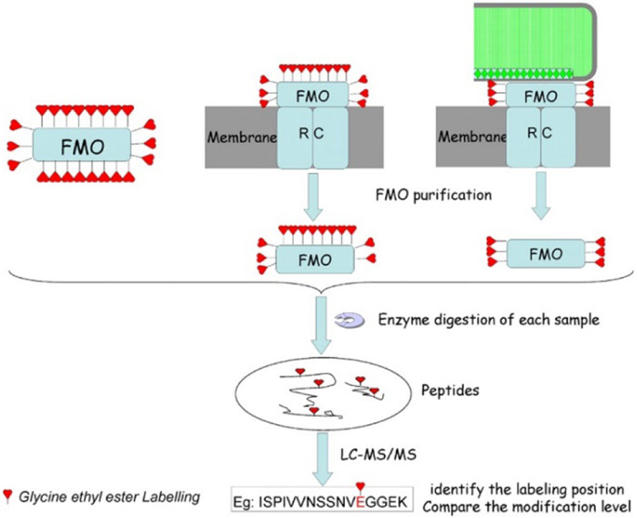 Figure 11.