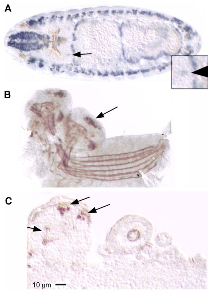 Fig. 5.