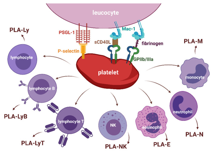 graphic file with name biology-11-01554-g001.jpg