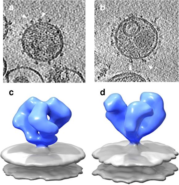 FIGURE 2