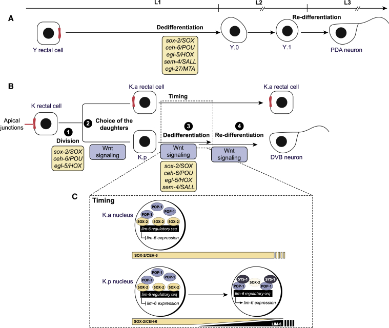 Figure 6