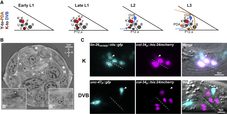 Figure 1