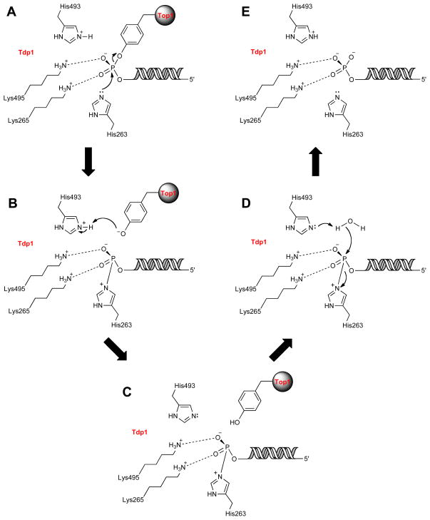 Scheme 2