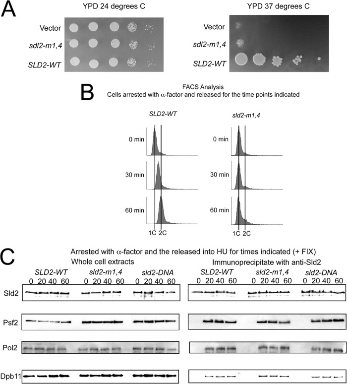 FIGURE 4.