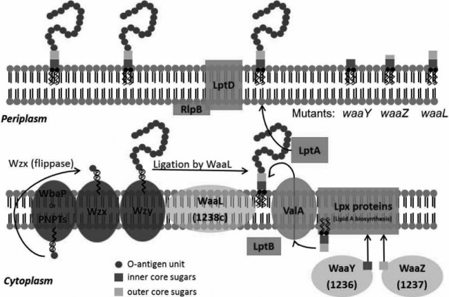 FIG 10