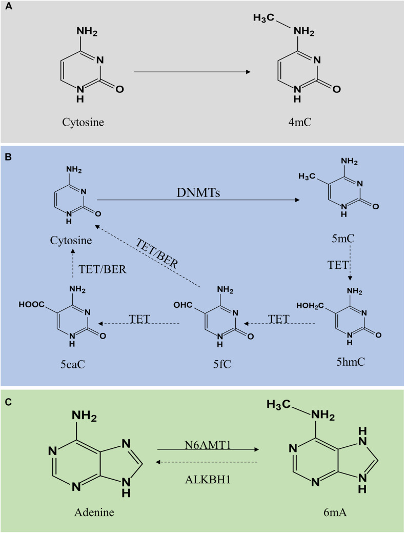 FIGURE 1