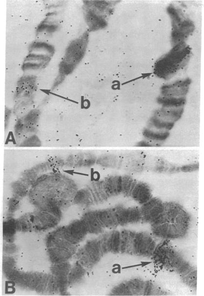 graphic file with name pnas00072-0215-a.jpg