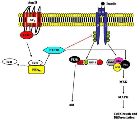 graphic file with name nihms218197u1.jpg