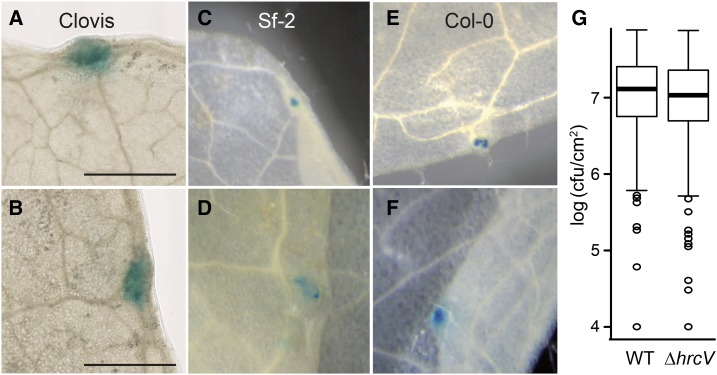 Figure 7.