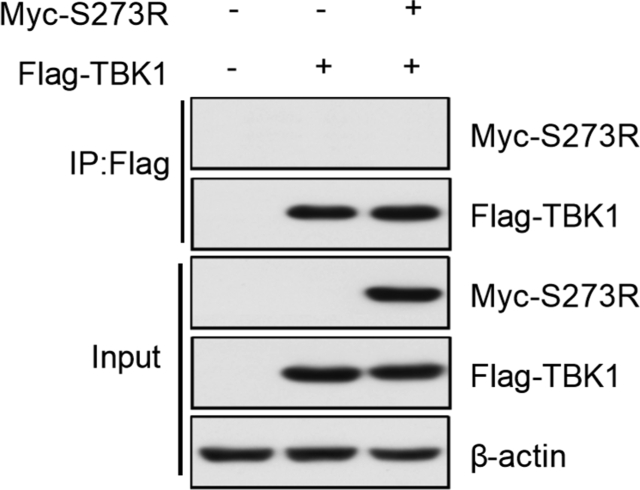 figs2