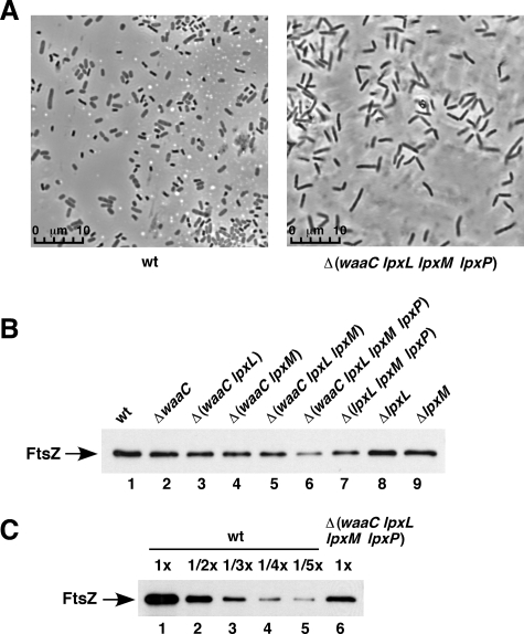 FIGURE 1.