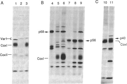 graphic file with name pnas01063-0126-a.jpg