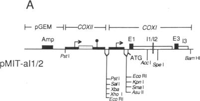 graphic file with name pnas01063-0124-a.jpg