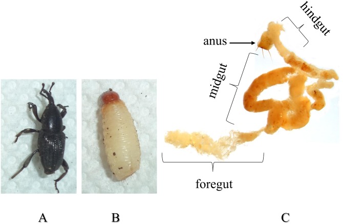 Fig 1