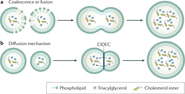 Figure 4 |