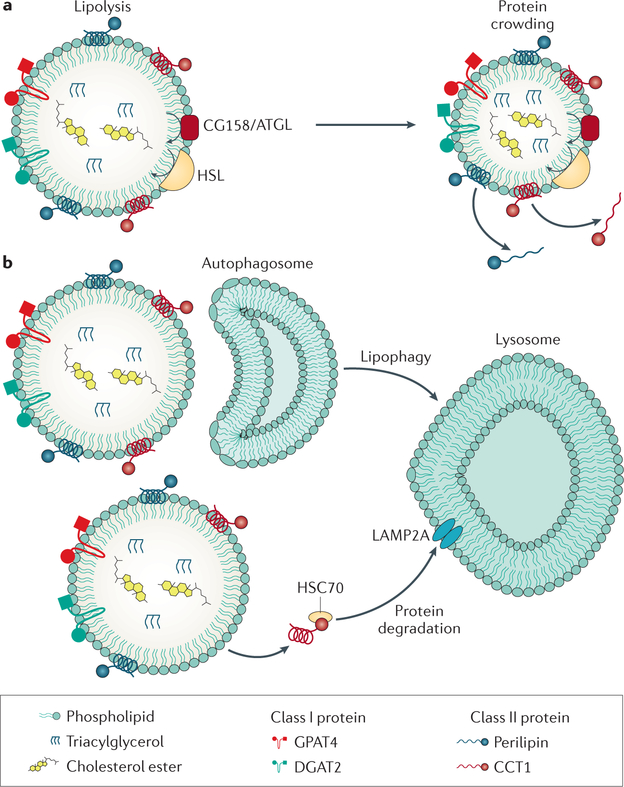 Figure 5 |