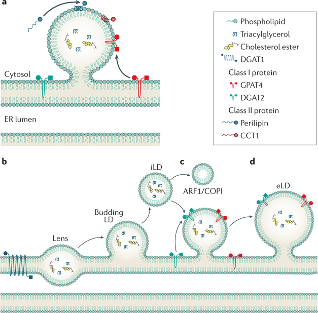 Figure 3 |