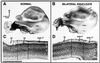 Fig 2.