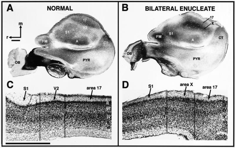 Fig 2.