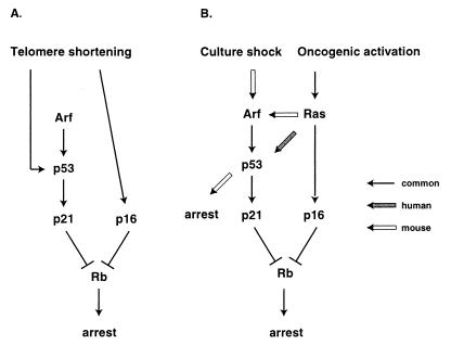 FIG. 10